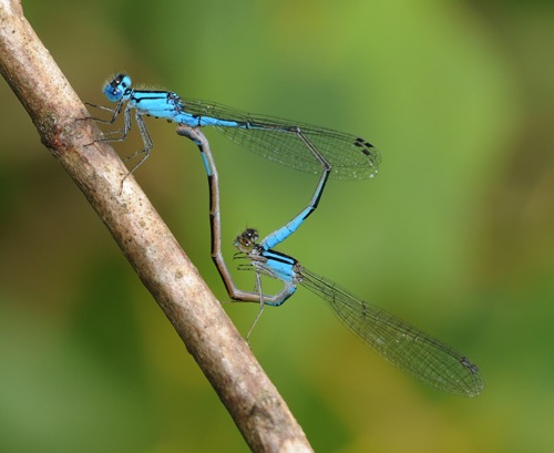 Pair in copula
2009_06_21_MO